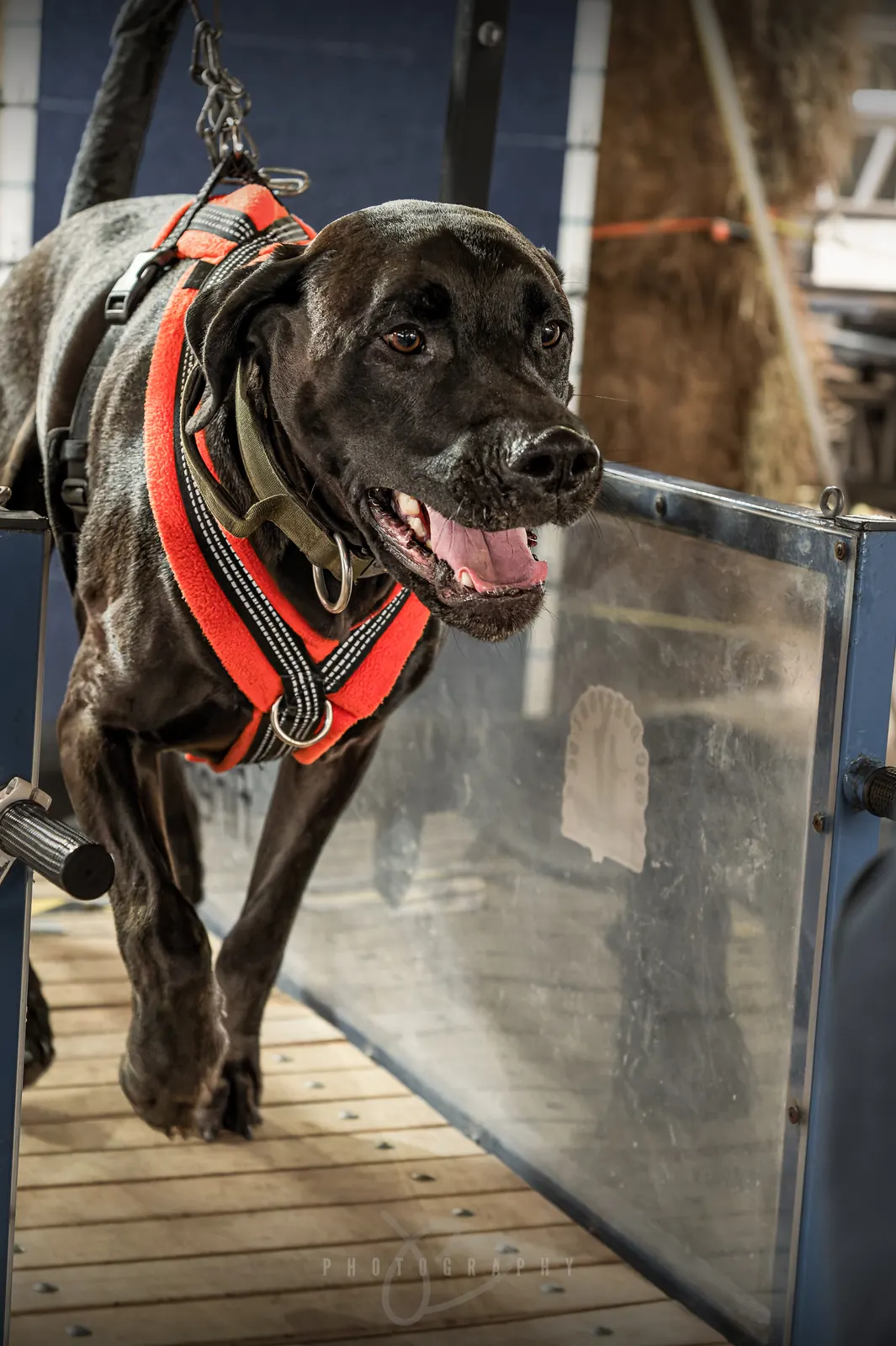Dog working on a slat mill (photo: jbwo.photography)