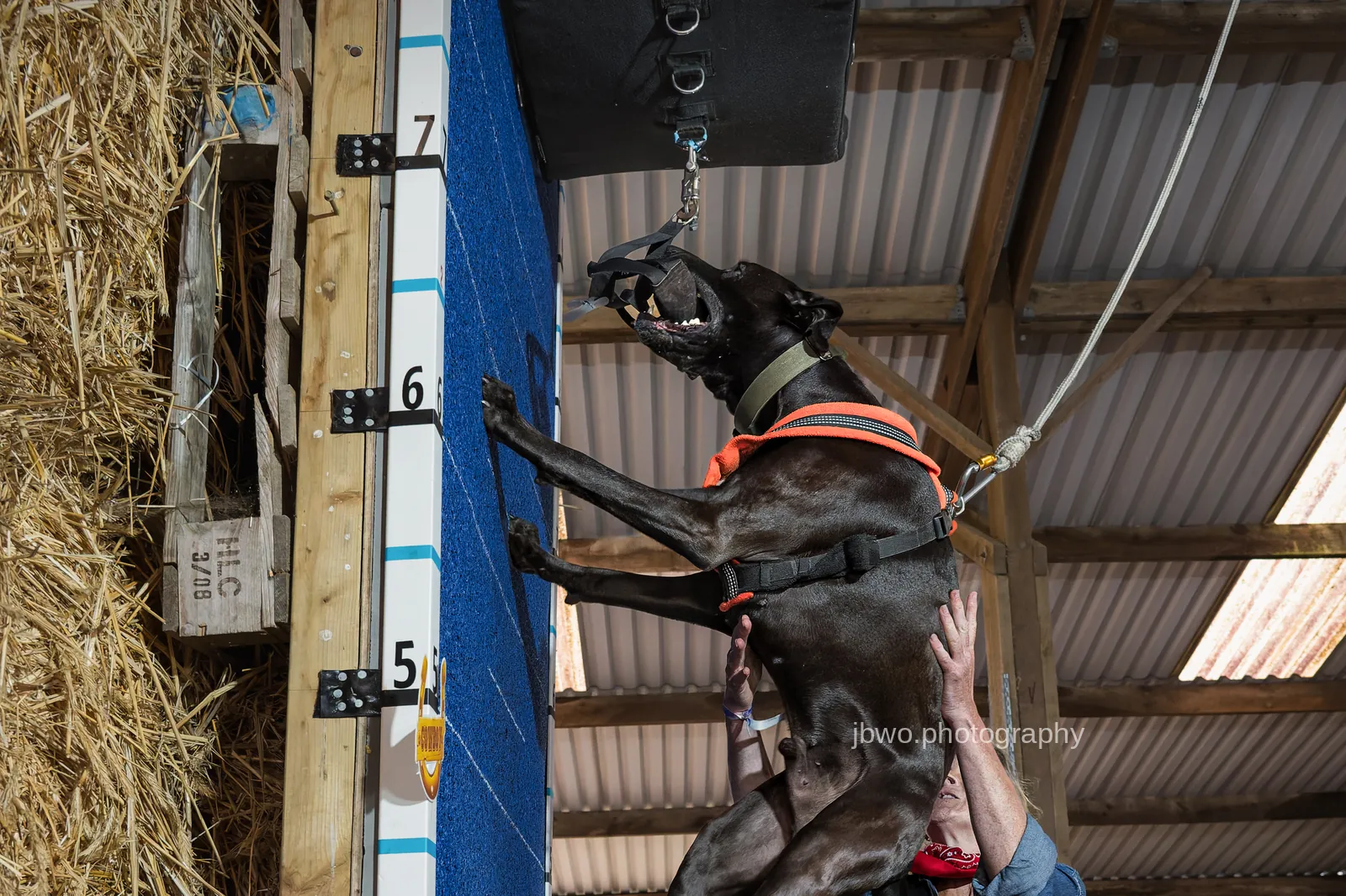 Dog on a GRC wall climb (photo: jbwo.photography)