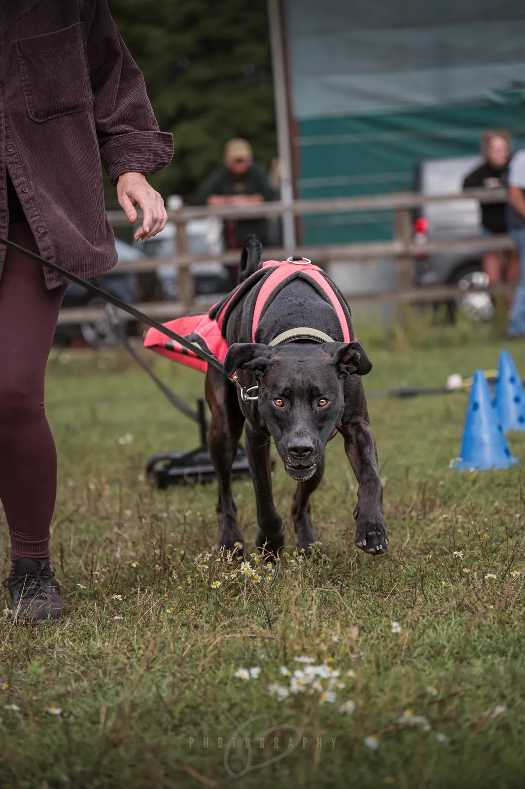 Dog in a weight pull harness (photo: jbwo.photography)