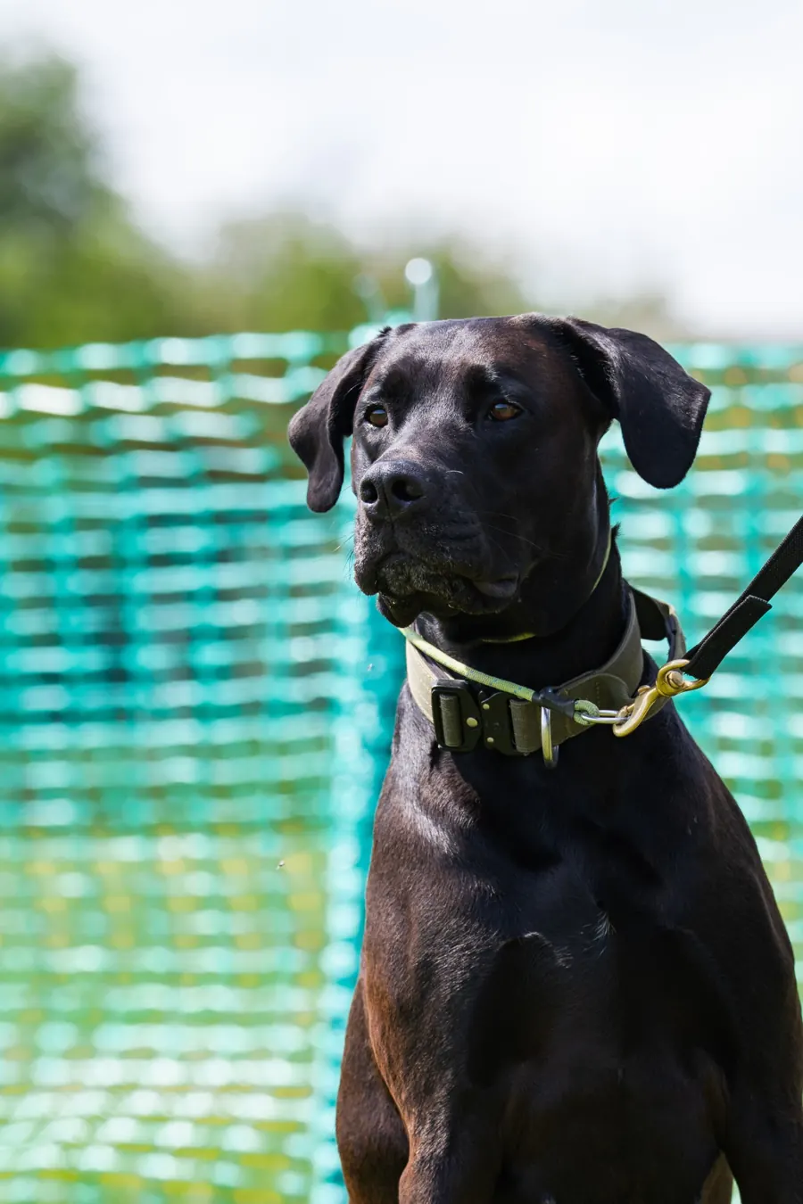 Ralph, a black Doberman cross Cane Corso, sitting in a green collar (photo: Jake @reelestK9)