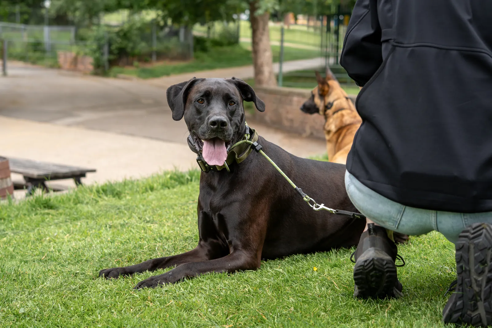Working dog relaxing with its handler
